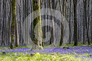 Bluebell woods during springtime in a beech wood in England. photo