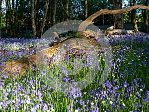 Bluebell woods with tree