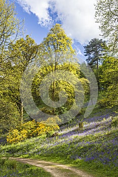 Bluebell woods in Winkworth Arboretum