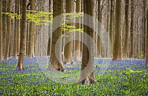 Bluebells