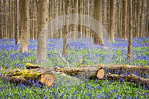 Bluebells