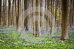 Bluebells