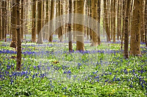 Bluebells
