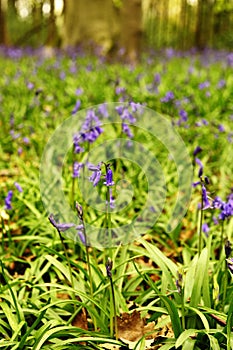 Bluebells