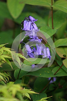 Bluebells