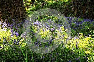 Bluebells in the afternoon sunshine