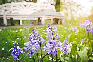 Bluebells against blurred background