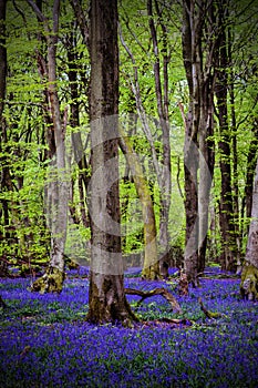 Bluebells amongst tall trees