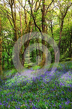 Bluebells in ancient woodland photo
