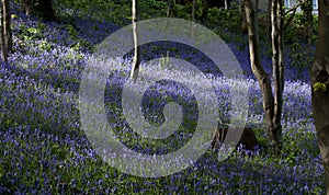 Bluebells at Bangor