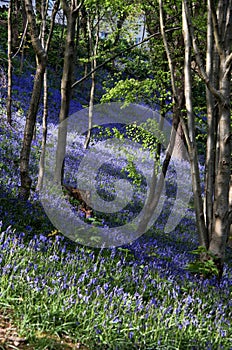 Bluebells at Bangor