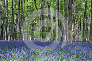 Bluebells in Beech wood