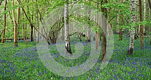 Bluebells in bloom in the Woods