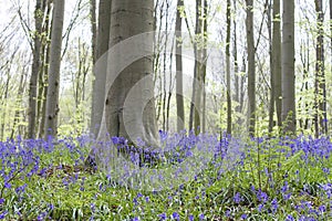 Bluebells blooming in the springtime forest