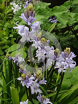 Bluebells Breaking Free From Buds To Bloom