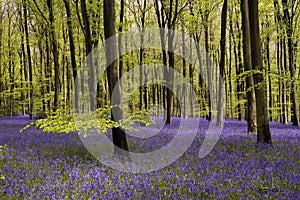 Bluebells carpet