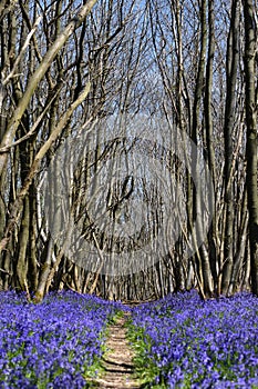 Bluebells