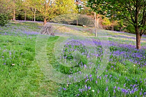 Bluebells carpet the ground in this open woodland, cut through by a grass path.