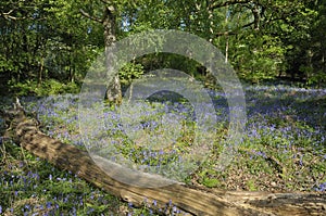 Bluebells carpet Oak Woodland floor