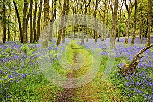 Bluebells Carpet and Path