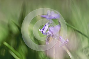 Bluebells close up, selective focus with blurred background