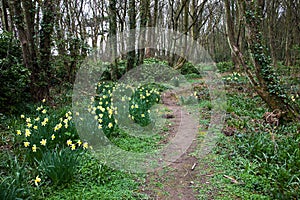 Bluebells and daffodils path