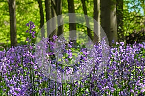 Campane inglese foreste 