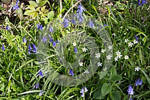 Bluebells flowering in springtime in a wood in East Sussex