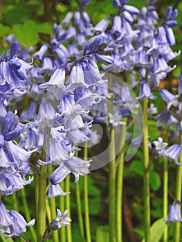 bluebells flowers gardens plants rural country countryside herbs fresh organic nature