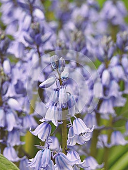 bluebells flowers gardens plants rural country countryside herbs fresh organic nature