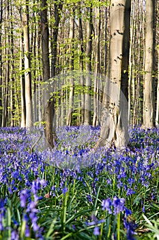 Bluebells flowers Hallerbos