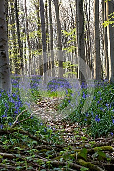 Bluebells flowers Hallerbos