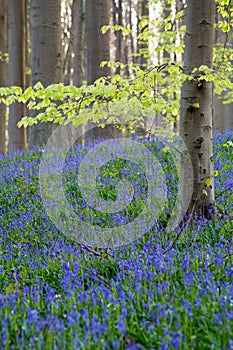 Bluebells flowers Hallerbos