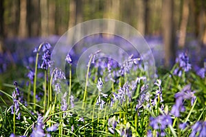 Bluebells flowers Hallerbos