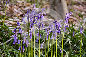 Bluebells flowers Hallerbos