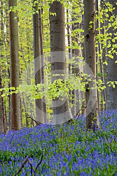 Bluebells flowers Hallerbos