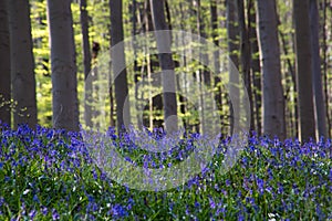 Bluebells flowers Hallerbos