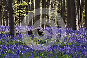 Bluebells flowers Hallerbos