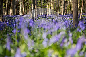 Bluebells flowers Hallerbos