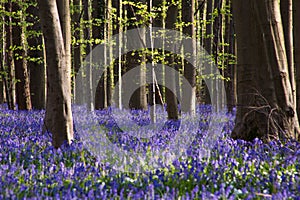 Bluebells flowers Hallerbos