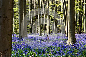 Bluebells flowers Hallerbos