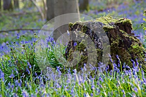 Bluebells flowers Hallerbos