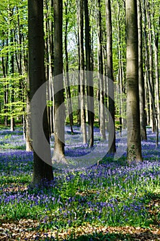 The bluebells flowers during springtime in Hallerbos Halle Belgium