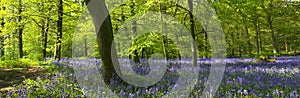 Bluebells In The Forest