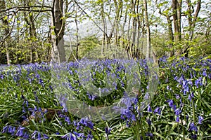 Bluebells in a forest in Arlington, UK