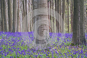 Bluebells forest near Bruxelles, Hallerbos during springtime in Belgium