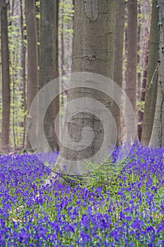 Bluebells forest near Bruxelles, Hallerbos during springtime in Belgium