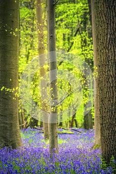 Bluebells forest near Bruxelles, Hallerbos during springtime in Belgium