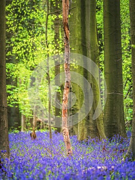 Bluebells forest near Bruxelles, Hallerbos during springtime in Belgium