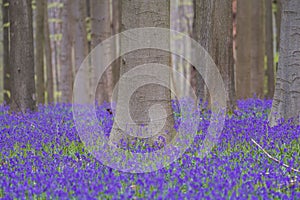 Bluebells forest near Bruxelles, Hallerbos during springtime in Belgium